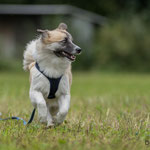Tarawood's Fenja, Islandhund