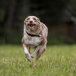 Milish, Border Collie