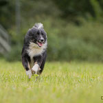 Islandhund