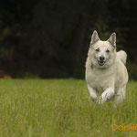 Jörvi, Islandhund