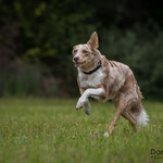 Milish, Border Collie