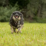 Islandhund