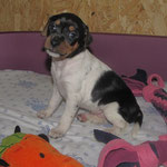6.Welpe,Hündin,schwarz (Bunny) 33.Tag