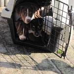 16.03.2015 - Aimy,Arco,Alice (sollen wir da raus oder doch lieber nicht!)