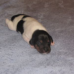 9.Welpe ,Rüde, schwarz (Bobby) 15.Tag