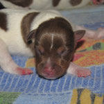 Duke...1Tag alt