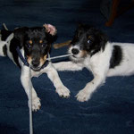 Jackie ca. 4 Monate mit Schwester Trixi