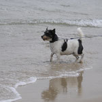 08.08.2012 - am Hundestrand an der Ostsee bei Göhren