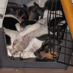 23.03.2015 - alle 7 in einer Transportbox *lach* eigentlich für höchsten 2 Hunde in dieser Größe gedacht