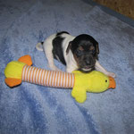 9.Welpe ,Rüde, schwarz (Bobby) 23.Tag
