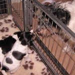 25.02.2015 - 31 Tage alt - Aileen sucht kontakt zu unserer Jack Russel Hündin