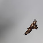 Steinadler von Hubert Niederstaetter