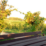 In den Weinbergen