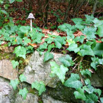 'n Pilz