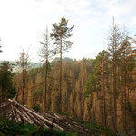 Noch mehr kaputter Wald