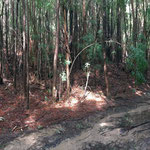 Eukalyptus-Urwälder