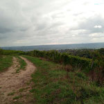 Durch die Weinberge
