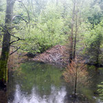 Wasser von oben und von unten (coole Biberburg)