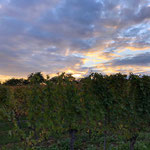Sonnenuntergang im Weinberg