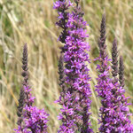 Lythrum virgatum, Salicaire à feuilles effilées.