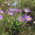 Aster des Alpes