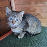 06.2025 Greta vermittelt