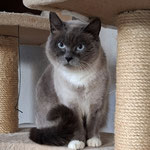 02.2026 Lady Di vermittelt