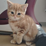 09.2025 Simba vermittelt