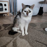 04.2025 Struppellinchen vermittelt