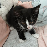 08.2025 Freddy-Socke vermittelt