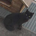 05.2025 Mutterkatze nach Versorgen ihrer Kitten endlich wieder in Freiheit