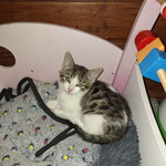 06.2025 Alice vermittelt