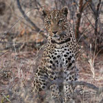 Leopard auf der Okonjima Ranch