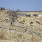 Springböcke im Etosha Nationalpark