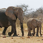Elefantenmutter mit Jungem im Etosha Nationalpark