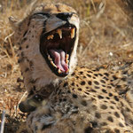 Gepard auf der Okonjima Ranch
