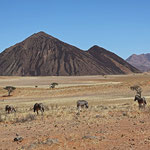 Zebras bei Wolvedanes (Namib Rand)