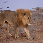 Männlicher Löwe frühmorgens im Etosha Nationalpark (Wasseloch bei Halali)