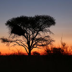 Abendstimmung bei Kalahari Red Dunes