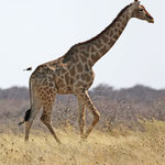 Giraffe verfolgt von Vogel im Etosha Nationalpark