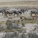 im Etosha Nationalpark
