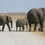 Elefantenkuh mit Jungen im Etosha Nationalpark
