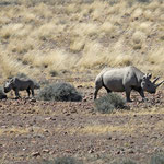 Spitzmaul-Nashorn mit Jungem (Top Noch mit Troy) im Damaraland