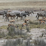 Zebras und Springböcke im Etosha Nationalpark