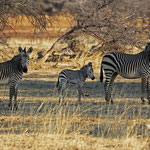 Zebras mit Jungem, Etosha