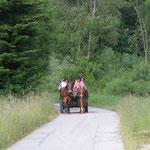 Sunny und Nezsun vor der Kutsche