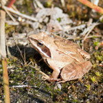 Springfrosch (Rana dalmatina)