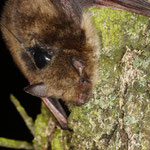 Große Bartfledermaus (Myotis brandtii) mit Sender