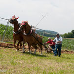 pflügen mit Pferd