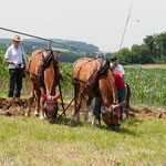 pflügen mit Pferd